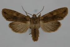 Lithophane socia