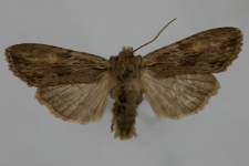 Lithophane socia