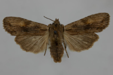 Lithophane socia