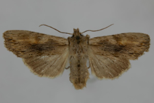 Lithophane socia