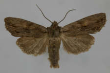 Lithophane socia