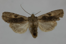 Lithophane socia