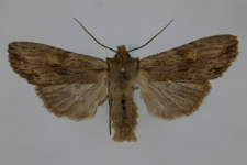 Lithophane socia