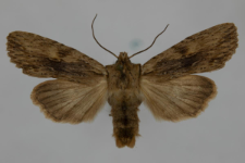 Lithophane socia