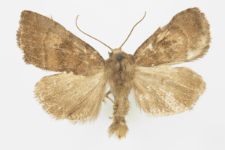 Ipimorpha contusa