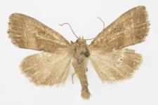 Ipimorpha contusa