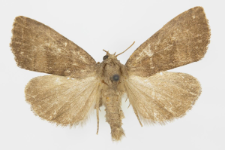 Ipimorpha contusa