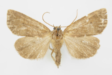 Ipimorpha contusa