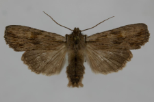 Lithophane socia