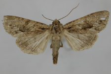 Lithophane socia