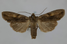 Lithophane socia