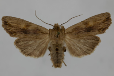 Lithophane socia