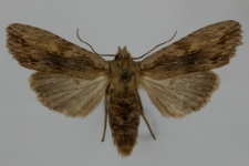 Lithophane socia