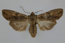 Lithophane socia