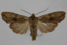 Lithophane socia