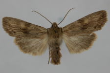 Lithophane socia