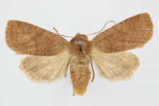 Conistra ligula