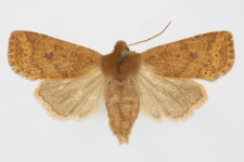 Conistra ligula