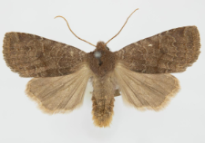 Conistra ligula