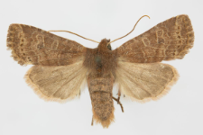 Conistra ligula