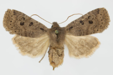 Conistra ligula