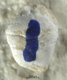 Goniodromites serratus