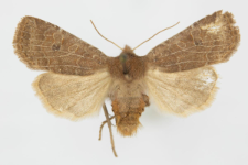 Conistra ligula