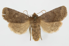 Conistra ligula