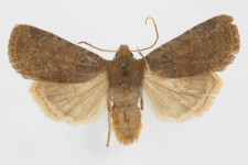 Conistra ligula