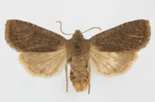 Conistra ligula