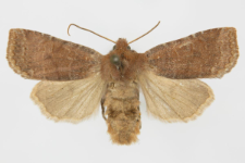 Conistra ligula