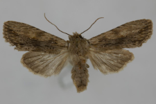 Lithophane socia