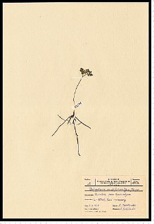 Botrychium multifidum (S. G. Gmel.) Rupr.