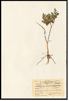 Botrychium multifidum (S. G. Gmel.) Rupr.