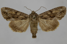 Aparmea monoglypha