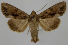 Aparmea monoglypha