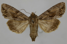 Aparmea monoglypha