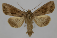 Aparmea monoglypha