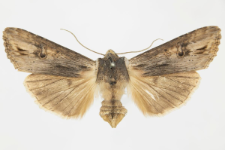 Xylocampa vetusta