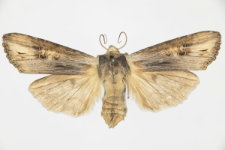 Xylocampa vetusta