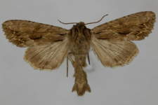 Aparmea monoglypha