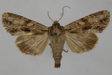 Aparmea monoglypha