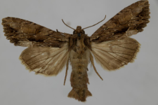 Aparmea monoglypha