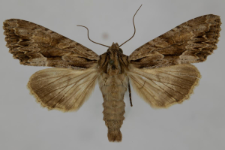 Aparmea monoglypha