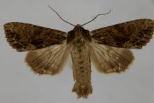 Aparmea monoglypha