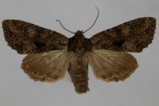 Miniotype satura