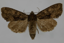 Miniotype satura