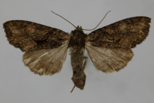 Miniotype satura