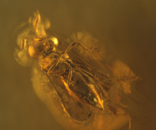 Hymenoptera