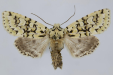 Griposia aprilina